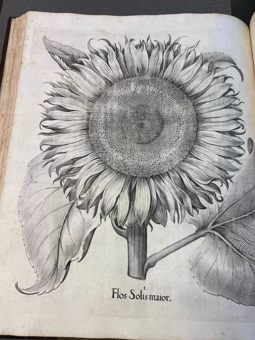 Very detailed ink drawing of a sunflower