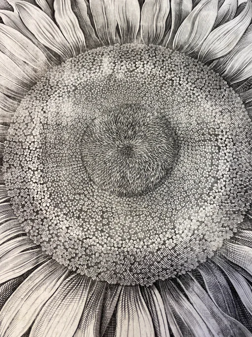 The textured centre of a sunflower in huge detail showing even smaller flowers towards the centre and petals radiating from its centre