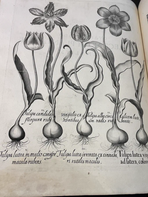 Detailed drawings of five tulips showing the bulb, roots, leaves and flowers