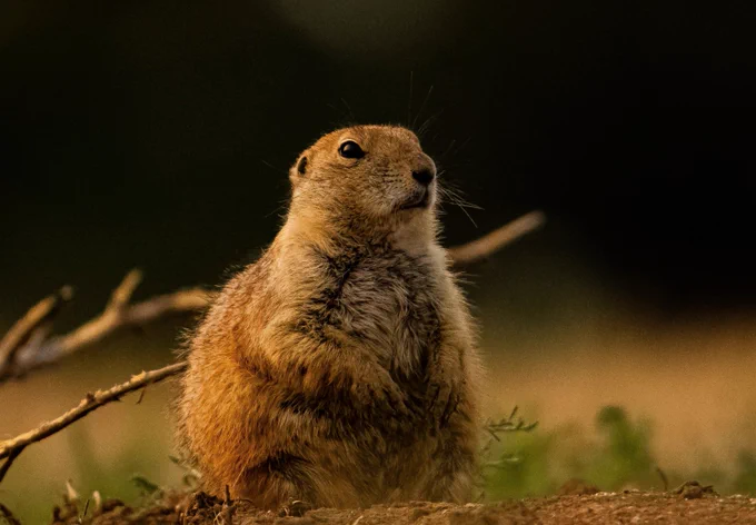 a pudgy prairie dog sits above its home, resting its elbows comfortably on their own middle paunch. 

Photo by Rick Newman