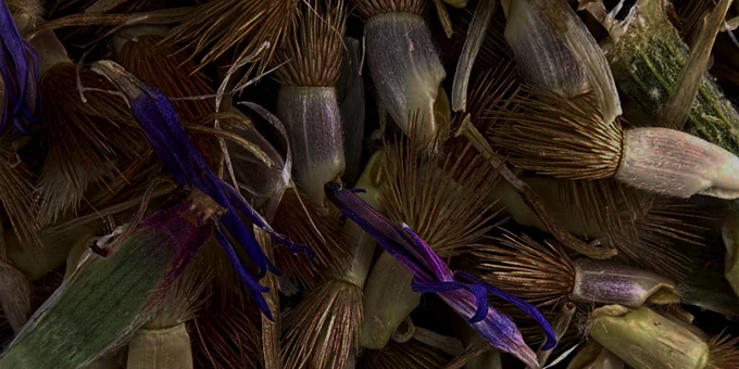 Cornflower Seeds, Spike Walker - a group of freshly-collected cornflower seeds, Horizontal Field Width = 20mm. Equipment used: Canon 5D Mk 2 DSLR bellows Zeiss 63mm f4.5 Luminar StackShot focusing unit. Illumination from 2 Ikea LED reading lamps diffuser. Stack of 160 images processed in Helicon Focus software