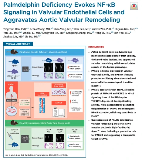Title page and visual abstract of a paper entitled "Palmdelphin Deficiency Evokes NF-kB Signaling in Valvular Endothelial Cells and Aggravates Aortic Valvular Remodeling"