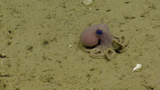 Brown dirt ocean floor. A pinkish octopus with a large blue eye walks towards the right.