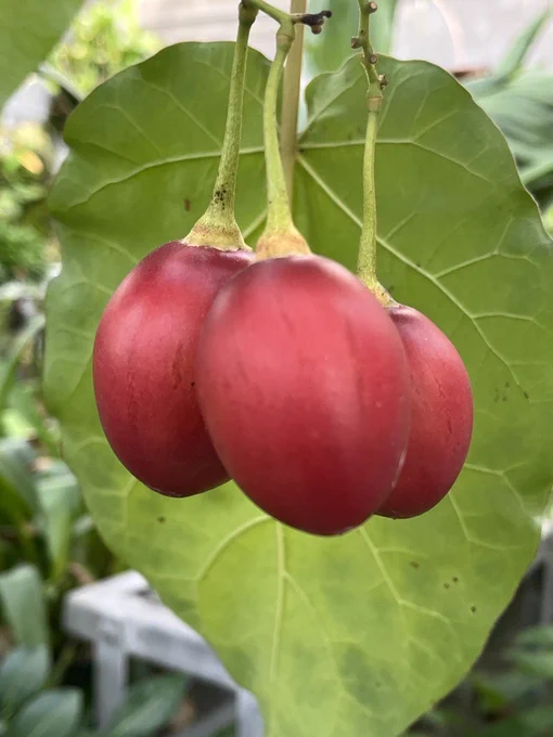 A bundle of three egg-shaped, red fruit hang from thick green stems with a large open leaf hanging behind them.