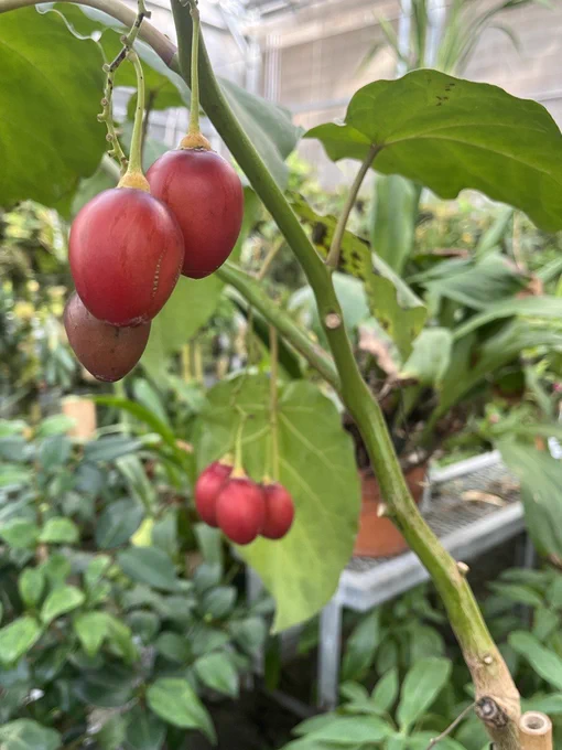 Two bundles of three egg shaped, red fruit hang from thick green stems with large open leaves around them.