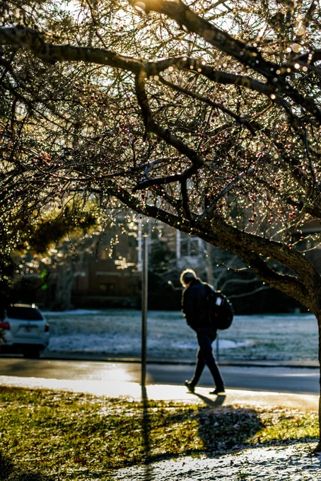 A student walks under a tree that is glistening in the sunlight. 