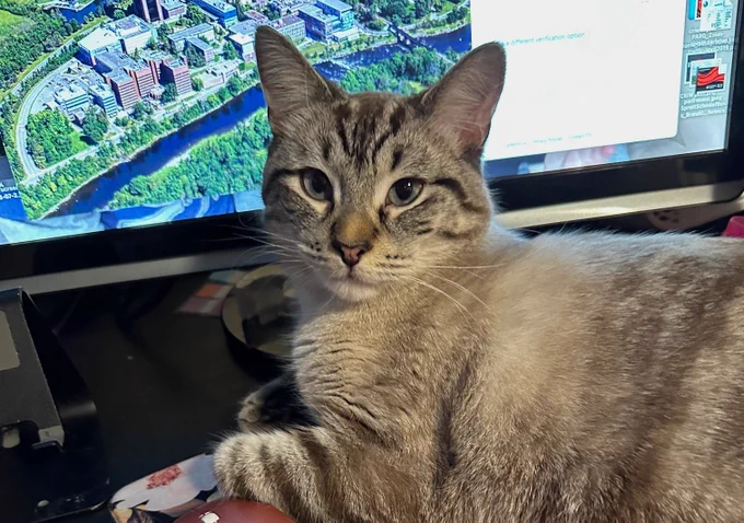 Cat hanging out at computer