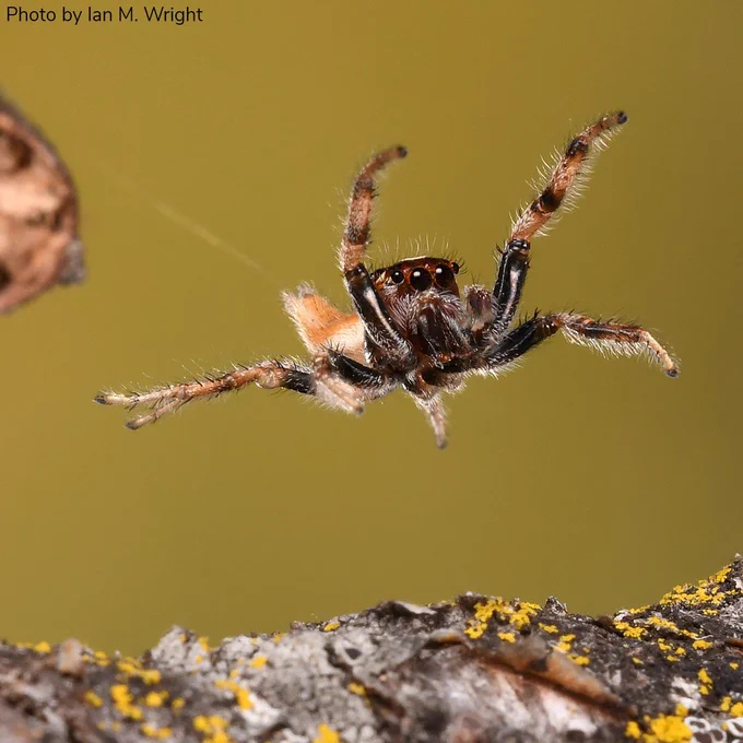Against a beige background, a small spider jumps from a branch in the background toward a branch in the lower foreground. The spider is dark brown in color near its head and upper legs and light brown on its abdomen and lower legs, while it is covered in small, fine light-colored hairs throughout. Its legs are all spread wide, with its two front legs raised up above its head as it leaps. On the front of its head, two large dark eyes can be seen at center, each with a smaller eye to the outside of it.
