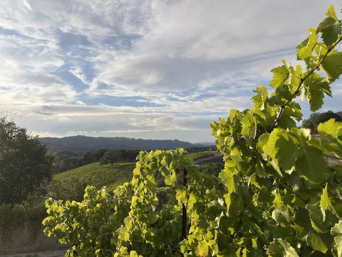 One of our last picks of the season at Jemrose Vineyard in Bennet Valley
