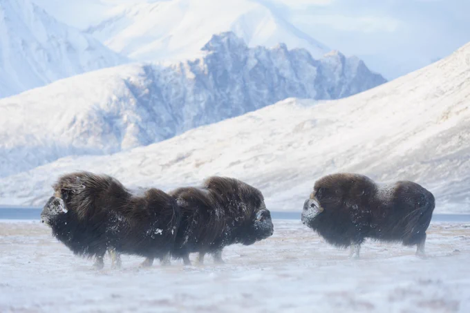 A group of muskoxen in a snow-clad landscape at Zackenberg Research Station in Northeast Greenland.
