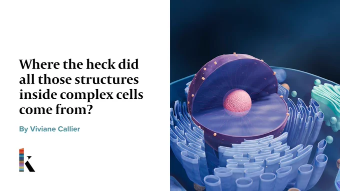 Where the heck did all those structures inside complex cells come from? By Viviane Callier