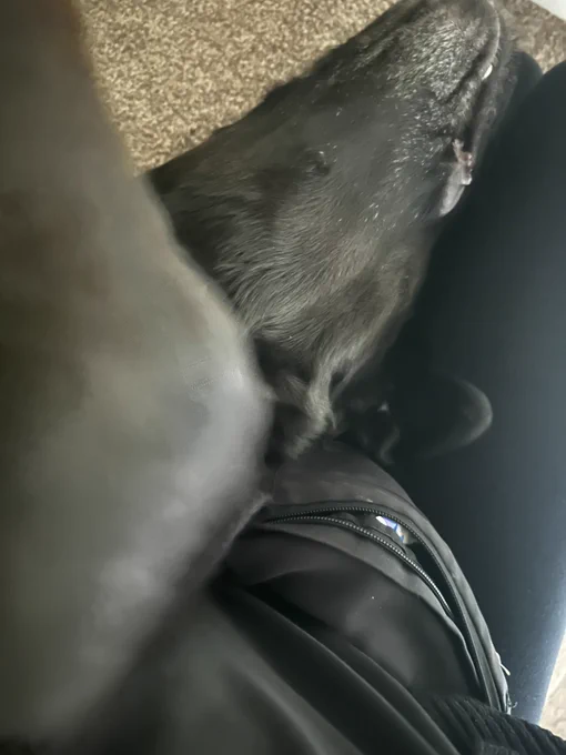 The picture shows a close-up view of what appears to be a black dog lying down in a very peculiar position next to someone's leg. The dog's fur is shiny and short. The person next to the dog is wearing dark pants and a jacket with a zipper. There is also a glimpse of a carpeted floor in the background. The image is taken from a high angle, looking down at the dog and the person's leg.