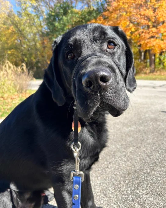 A close-up of a black Labrador retriever with a glossy coat, looking directly at the camera. The dog is on a leash with a blue collar, set against a backdrop of a road and autumn trees with vibrant orange and yellow leaves.