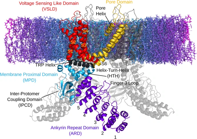 Fig 1. TRPV3 protomer domain structure embedded in a lipid membrane cross-section with the intracellular region below and extracellular region above.