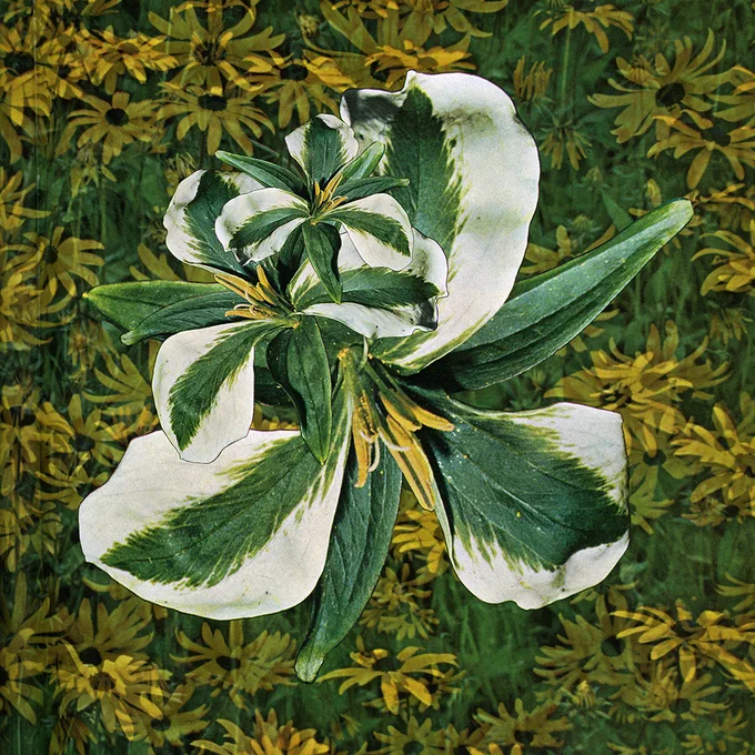 A digital collage of flowers. The centre is a collection of green and white lilium flowers. Their yellow centres pair with the background featuring a pattern of yellow daisies. 