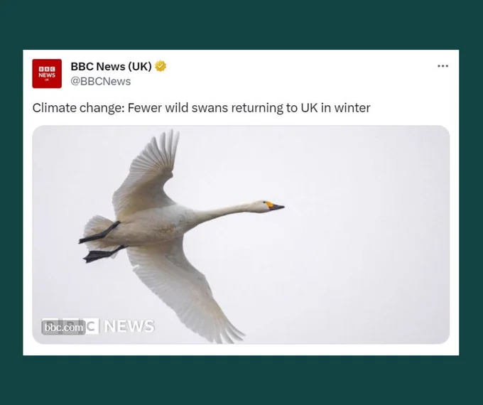 A screenshot of a tweet from the BBC news account about how fewer wild swans are returning to the UK due to climate change