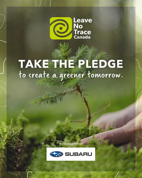 A hand reaches down to pat the earth around a freshly planted tree. Text on the image reads, take the pledge to create a greener tomorrow.