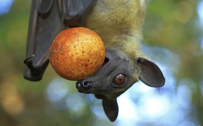 Straw-coloured fruit bats are the most abundant African bat. 
