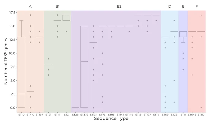 Boxplots showing the presence of T6SS genes across 21 STs of E. coli, grouped by phylogroup.