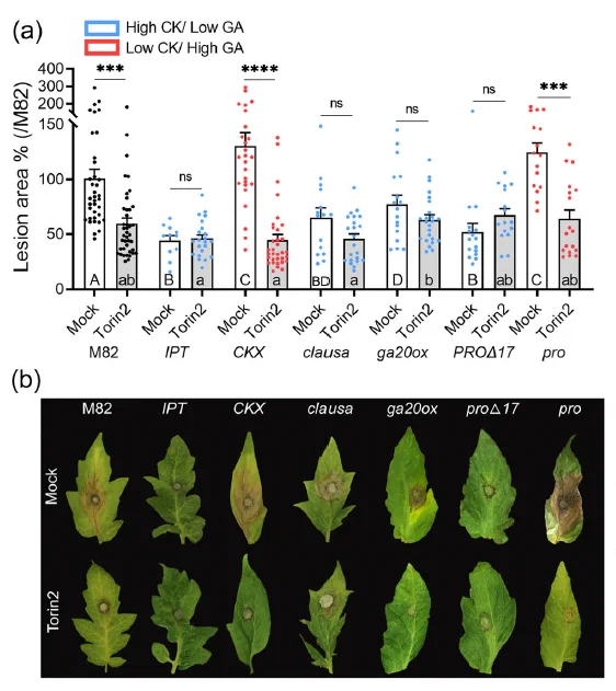 TOR‐inhibition‐mediated disease resistance depends on the CK/GA balance.