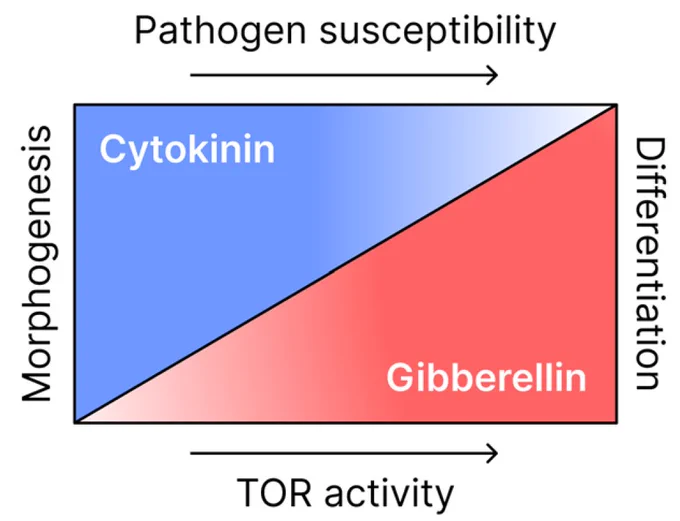 Model describing the interplay between the CK/GA balance and TOR in the regulation of leaf development and defense cues. Cytokinin promotes both morphogenesis and defense in leaves. Balanced CK/GA levels are required to achieve “normal” developmental patterning and disease resistance.
- In young leaves undergoing morphogenesis, CK signalling is high and TOR activity is low, resulting in decreased pathogen susceptibility.
- As leaves mature developmentally, CK signals are reduced and GA signals increase, the leaf morphogenetic potential declines as it differentiates, and TOR activity and pathogen susceptibility increase.
- Inhibition of TOR results in rescue of altered CK/GA balances, partially restoring baseline developmental patterning and disease resistance, and suggesting that TOR mediates these developmental and defense cues originating from the CK/GA balance.

