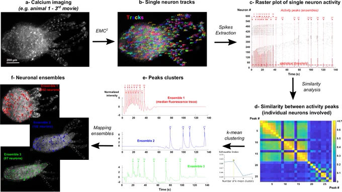 Fig 5. Neuron tracking and mapping of neuronal ensembles in behaving Hydra. Read the full caption: here https://journals.plos.org/ploscompbiol/article?id=10.1371/journal.pcbi.1009432 