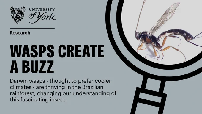 A Darwin Wasp. To the left, text reads: Wasps create a buzz. Darwin wasps - thought to prefer cooler climates - are thriving in the Brazilian rainforest, changing our understanding of this fascinating insect". 
