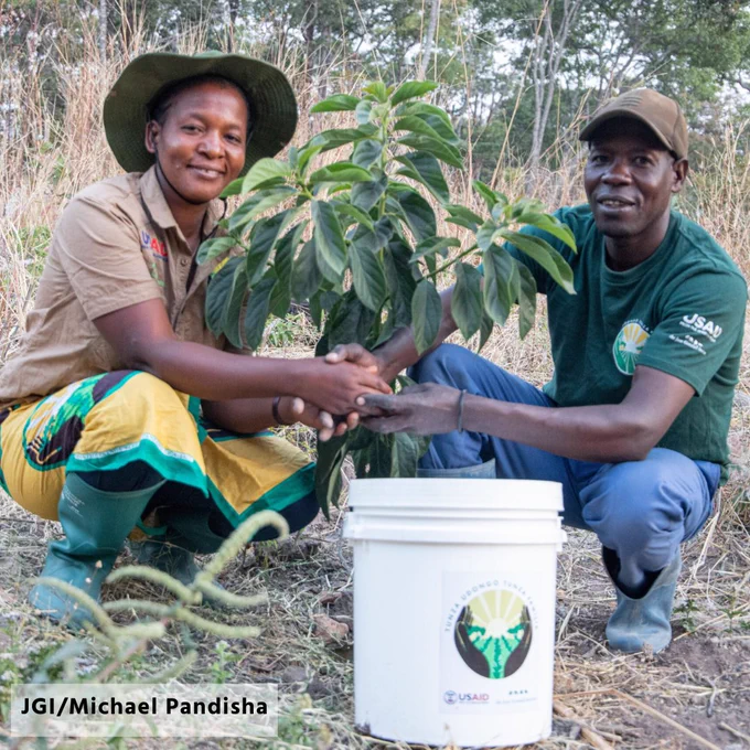 Photo of two middle-aged people crouched down to plant a small tree sapling — a feminine person with brown skin and wearing a wide-brimmed hat (Mbuke Luvinza Ntala) and a masculine person with dark skin and wearing a baseball cap (Moses Mashishanga). Photo credit: JGI/Michael Pandisha.