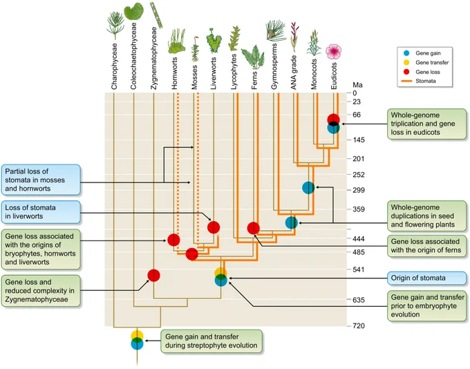 Genomic and phenotypic innovation across land plants.