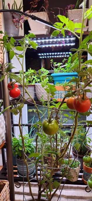 4 red tomatoes on the plants we brought in for the winter