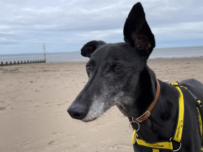 Black Lurcher out on a walk at the beach.