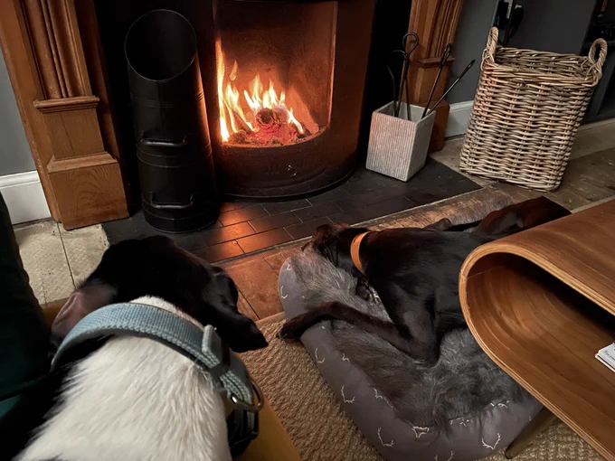 Black Lurcher laying on his bed in the living room by the fire. His doggy sister is laying next to him.