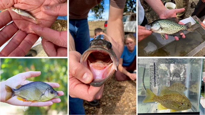 A collage of fish photos. Top left: Juvenile Sacramento pikeminnow (Ptychocheilus grandis; Native). Bottom left: Sacramento tule perch (Hysterocarpus traskii traskii; Native). Middle: Largemouth bass (Micropterus salmoides; Introduced). Top right: Black crappie (Pomoxis nigromaculatus; Introduced). Bottom right: Redear Sunfish (Lepomis microlophus; Introduced). Photos by Dave Ayers (bottom left) and Christine Parisek (others).