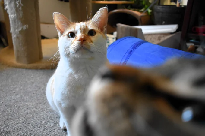 Cheddar sits on the floor, looking slightly upwards as he poses for the camera. Immediately in front of the camera is Figgy's nose, mouth, and eye as he photo-bombs the photo.
