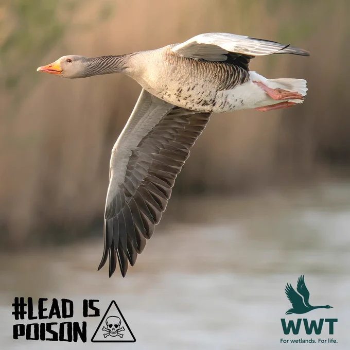 Image of a greylag goose in flight