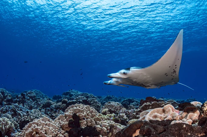 Credit: Hannes Klostermann / Ocean Image Bank