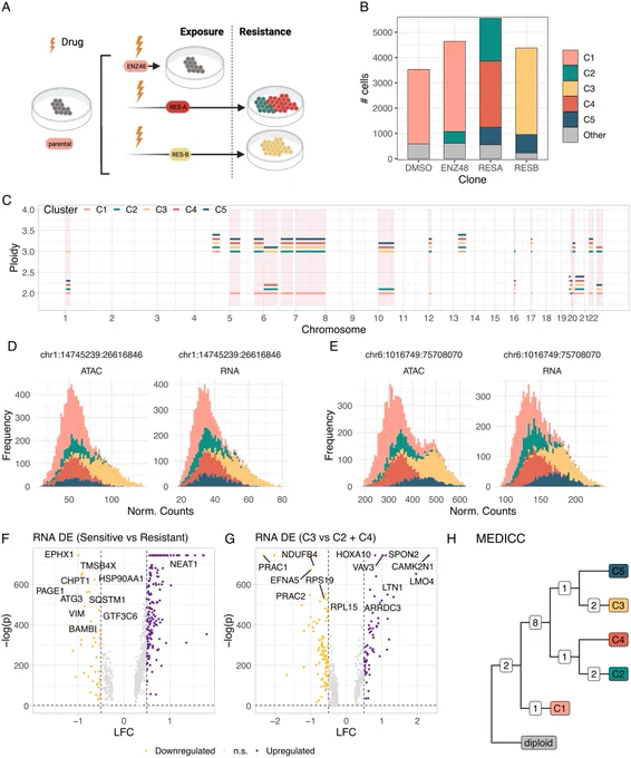 Fig 8. CNA-associated drug resistance with CONGAS . CONGAS  application to a prostate cancer dataset from [55], composed of a mixture of four cell lines with 7600 scRNA-seq cells and 8800 scATAC-seq cells. Full caption available here: https://journals.plos.org/ploscompbiol/article?id=10.1371/journal.pcbi.1011557 