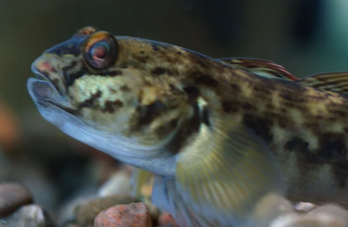 Close-up of a round goby