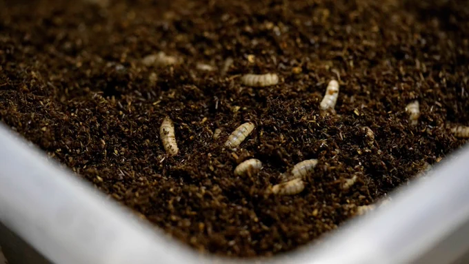 A photo of fly larvae in soil. 
