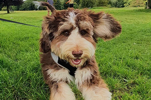 A dog from the one health transmission of fluoroquinolone-resistant Escherichia coli study 