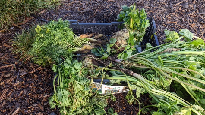 A crate on the ground at the allotment site of donated sweet baby carrots, early parsnips and a couple of celeriac.