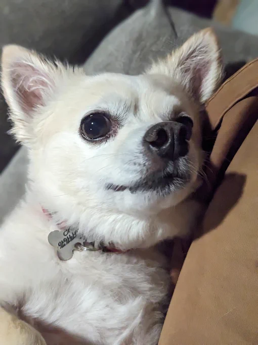 Sammy Pepperbeans the chihuahua stares into your soul and finds you worthy