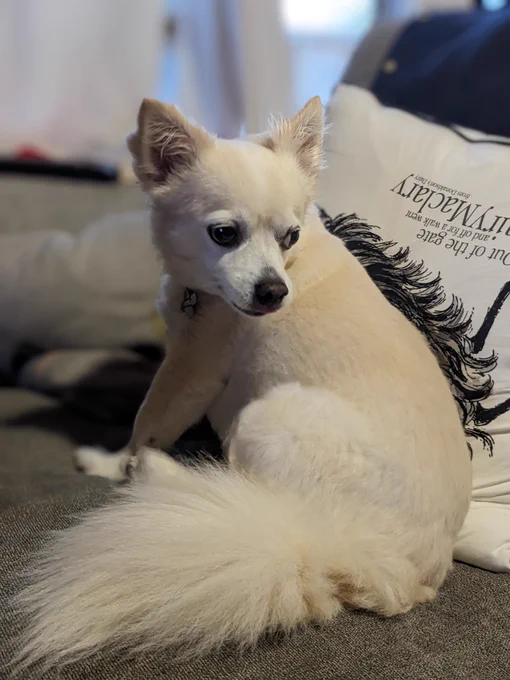 Sammy Pepperbeans, the lovely chihuahua, sits proudly in front of his Hairy Maclary pillow