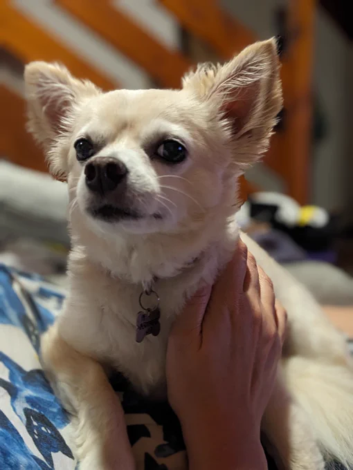 Sammy Pepperbeans the chihuahua continues to age with grace and dignity