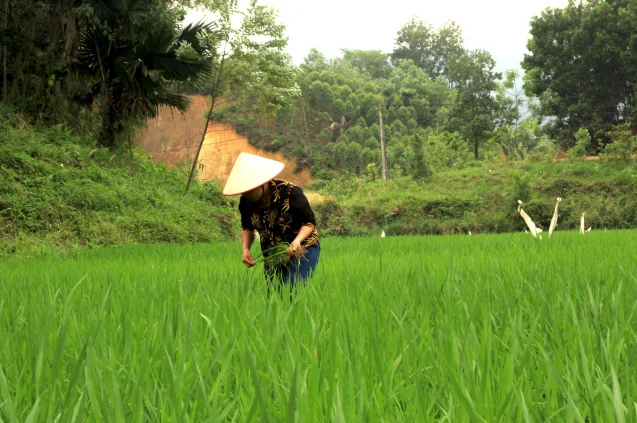 A rice farmer outside Yen Bai, Vietnam. Credit: Dannie Dinh, International Research Institute for Climate and Society