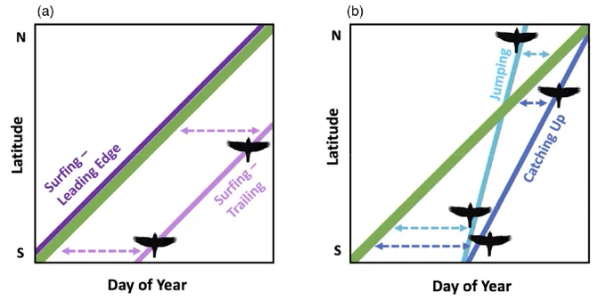 Graphical predictions of different migration strategies relative to the green wave of spring onset: birds might travel at the same speed as the wave (surfing), trail behind it, jump over it, or catch up to it during their migratory journeys. 