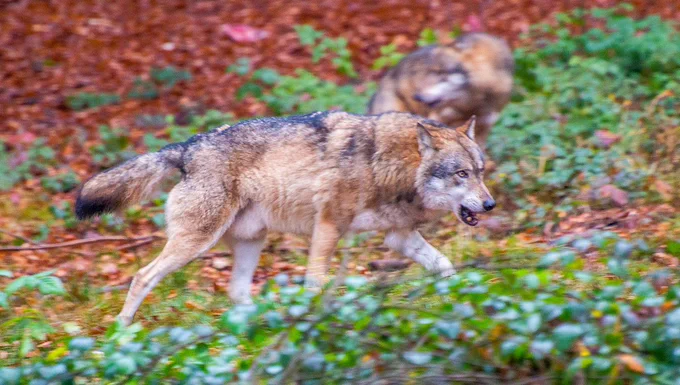 A wolf in an animal enclosure at Bavarian Forest National Park (sourced from Wikimedia Commons)