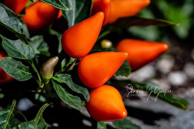Orange peppers add color to any Autumn garden