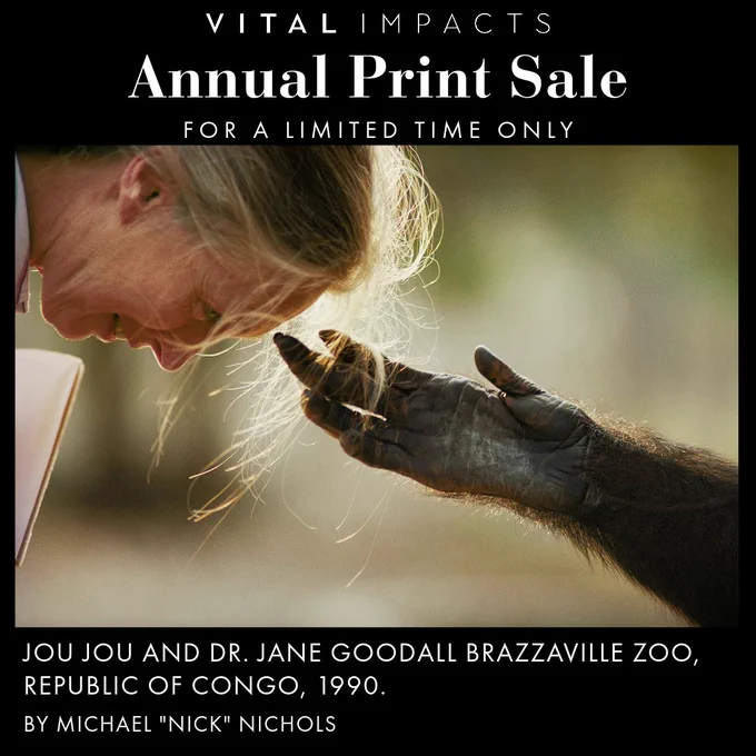Photo of a person with pale skin (Dr. Jane Goodall) leaning down to touch her forehead to the stretched-out hand of a chimpanzee. Around the photo are the words, "Vital Impacts Annual Print Sale for a limited time only / Jou Jou and Dr. Jane Goodall Brazzaville Zoo, Republic of Congo, 1990."