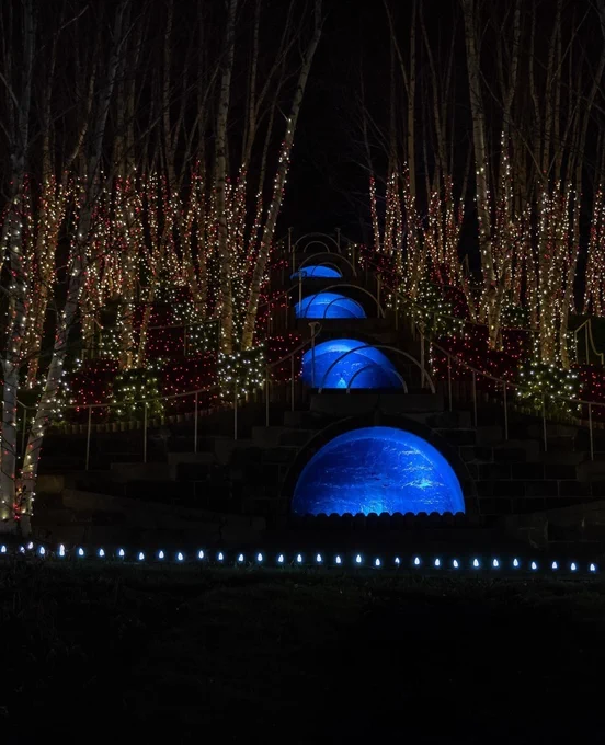 Trees lit up